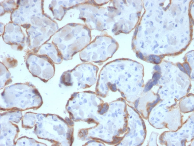 PAPP-A/Pappalysin-1 (Marker of Atherosclerosis and Aneuploid Fetus) Antibody in Immunohistochemistry (Paraffin) (IHC (P))