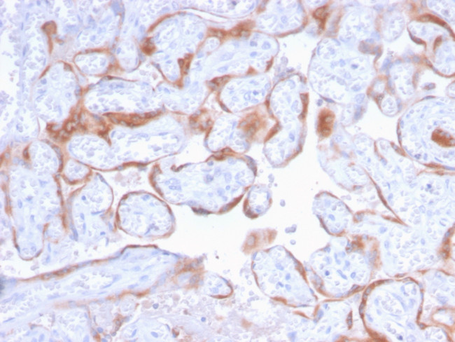 PAPP-A/Pappalysin-1 (Marker of Atherosclerosis and Aneuploid Fetus) Antibody in Immunohistochemistry (Paraffin) (IHC (P))