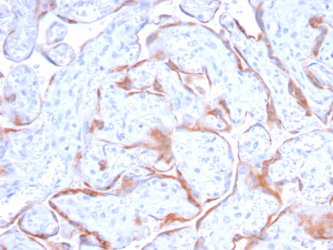 PAPP-A/Pappalysin-1 (Marker of Atherosclerosis and Aneuploid Fetus) Antibody in Immunohistochemistry (Paraffin) (IHC (P))