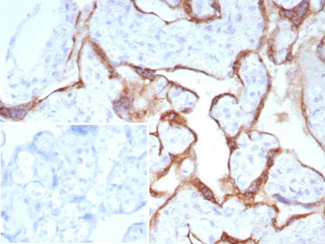 PAPP-A/Pappalysin-1 (Marker of Atherosclerosis and Aneuploid Fetus) Antibody in Immunohistochemistry (Paraffin) (IHC (P))