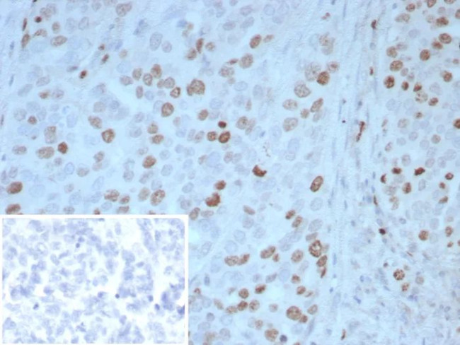 PAX4 Antibody in Immunohistochemistry (Paraffin) (IHC (P))