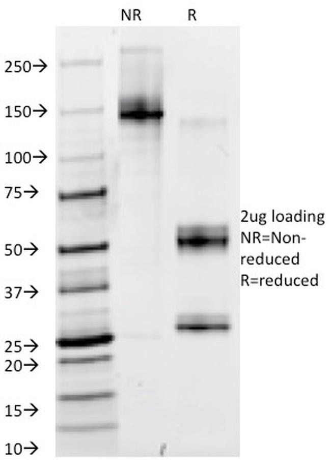 PAX6 Antibody in SDS-PAGE (SDS-PAGE)