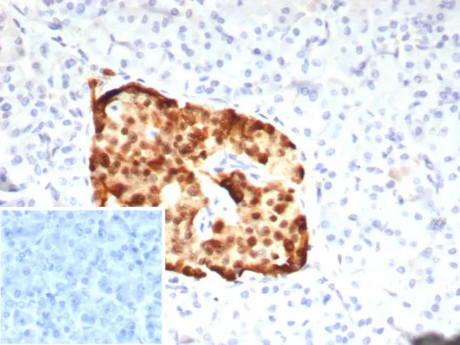 PAX6 (Stem Cell Marker) Antibody in Immunohistochemistry (Paraffin) (IHC (P))