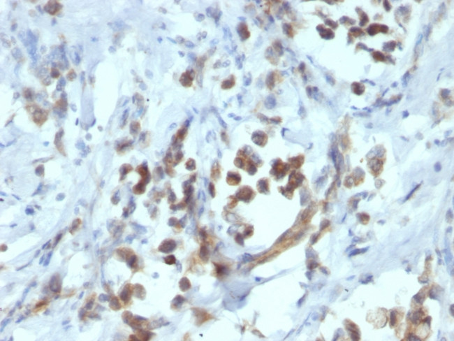 PAX6 (Stem Cell Marker) Antibody in Immunohistochemistry (Paraffin) (IHC (P))