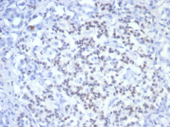 PAX6 (Stem Cell Marker) Antibody in Immunohistochemistry (Paraffin) (IHC (P))