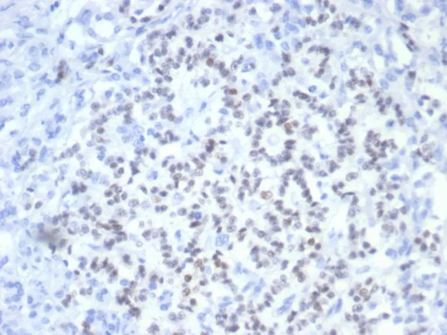 PAX6 (Stem Cell Marker) Antibody in Immunohistochemistry (Paraffin) (IHC (P))