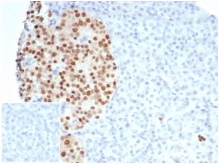 PAX6 (Stem Cell Marker) Antibody in Immunohistochemistry (Paraffin) (IHC (P))