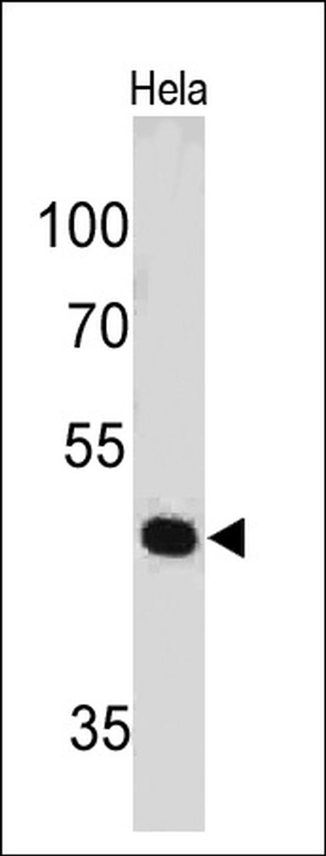 PAX7 Antibody in Western Blot (WB)