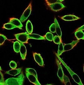 PBX1/PRL (Transcription Factor) Antibody in Immunocytochemistry (ICC/IF)