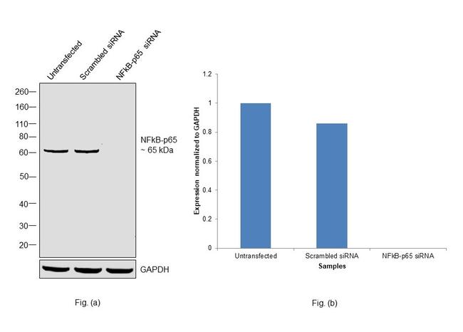 NFkB p65 Antibody in Western Blot (WB)