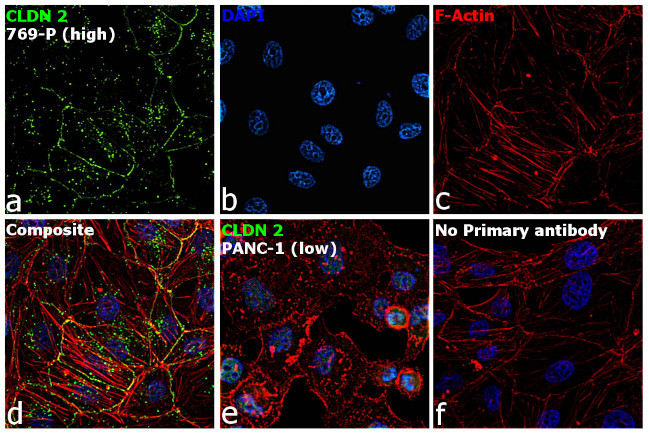 Claudin 2 Antibody in Immunocytochemistry (ICC/IF)