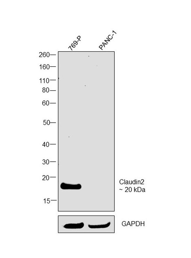 Claudin 2 Antibody in Western Blot (WB)