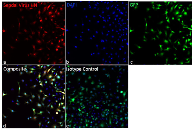 Sendai virus HN Antibody in Immunocytochemistry (ICC/IF)