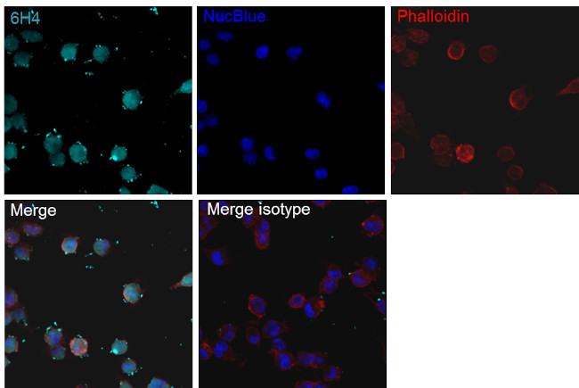 Staphylococcus aureus Cas9 Antibody in Immunocytochemistry (ICC/IF)