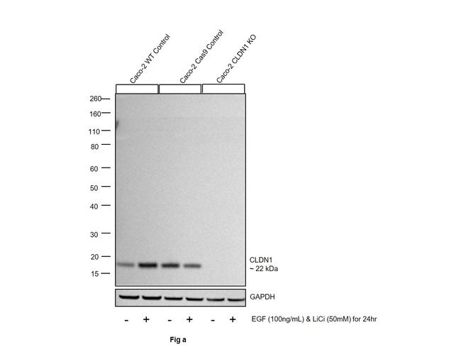 Claudin 1 Antibody in Western Blot (WB)