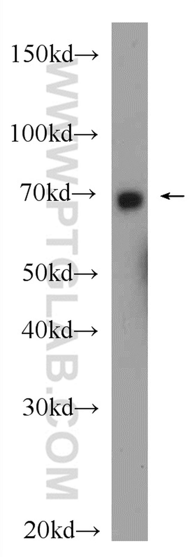 BRD7 Antibody in Western Blot (WB)