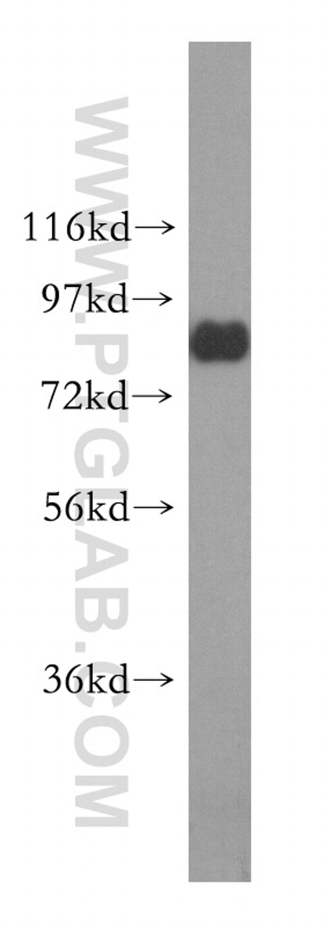 HSF1 Antibody in Western Blot (WB)