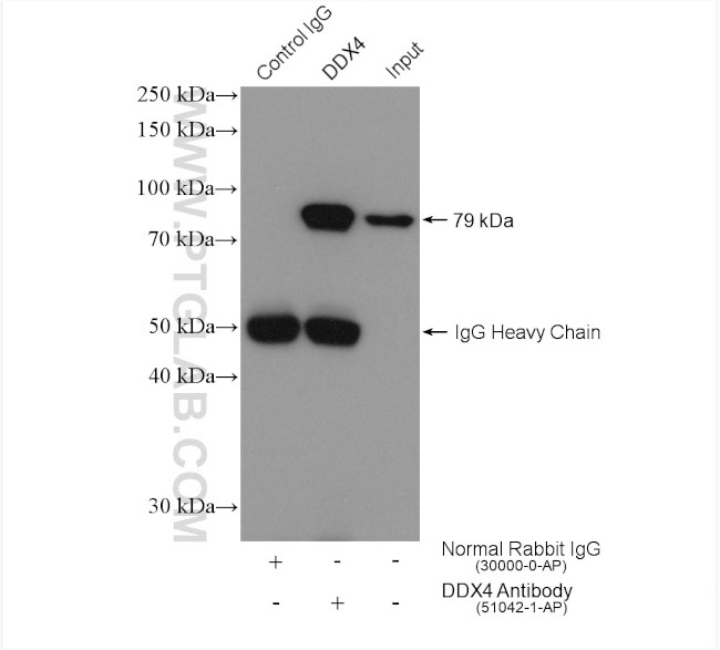 DDX4/VASA Antibody in Immunoprecipitation (IP)