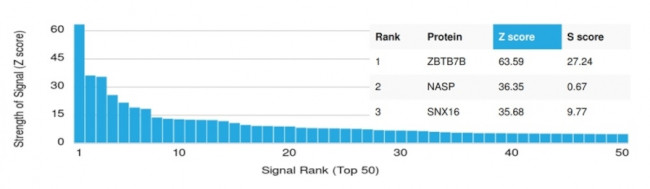 ZBTB7B Antibody in Peptide array (ARRAY)