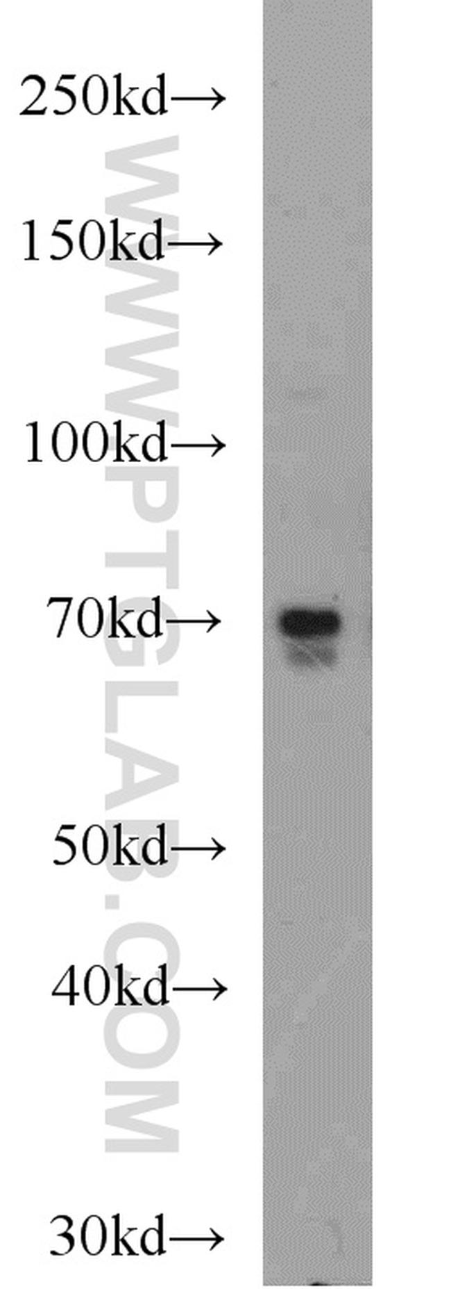 ELL Antibody in Western Blot (WB)