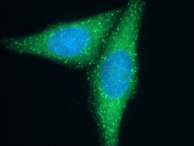 Cd2ap Antibody in Immunocytochemistry (ICC/IF)