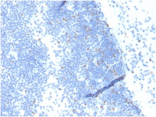 Geminin/DNA Replication Inhibitor Antibody in Immunohistochemistry (Paraffin) (IHC (P))