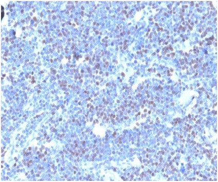 Geminin/DNA Replication Inhibitor Antibody in Immunohistochemistry (Paraffin) (IHC (P))