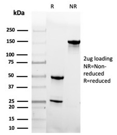 Geminin/DNA Replication Inhibitor Antibody in SDS-PAGE (SDS-PAGE)