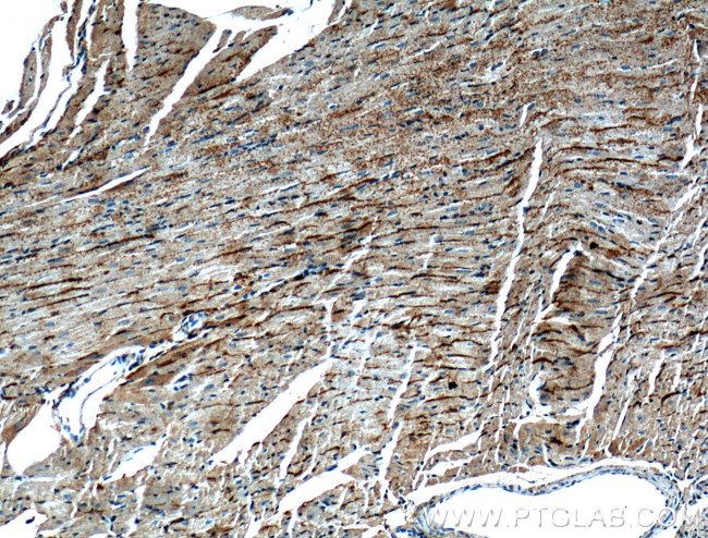 CRLS1 Antibody in Immunohistochemistry (Paraffin) (IHC (P))