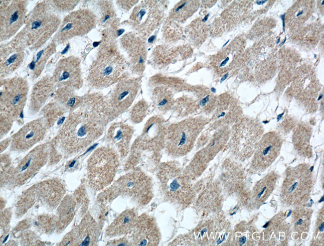 CRLS1 Antibody in Immunohistochemistry (Paraffin) (IHC (P))