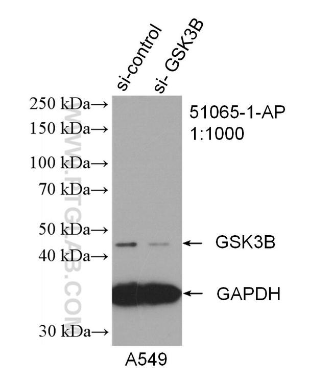 GSK3B Antibody in Western Blot (WB)