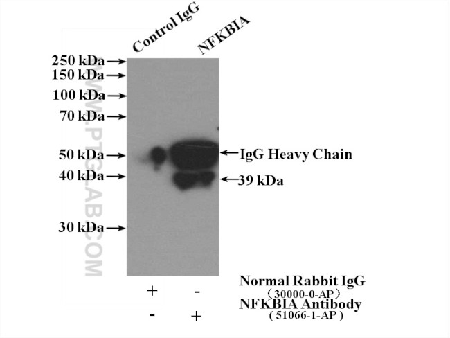 IkB alpha Antibody in Immunoprecipitation (IP)