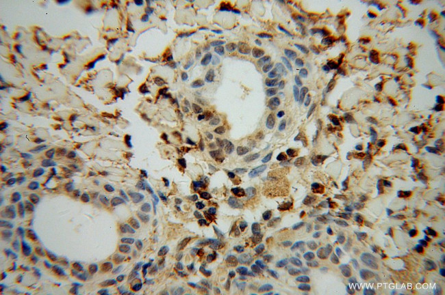 ERK1/2 Antibody in Immunohistochemistry (Paraffin) (IHC (P))