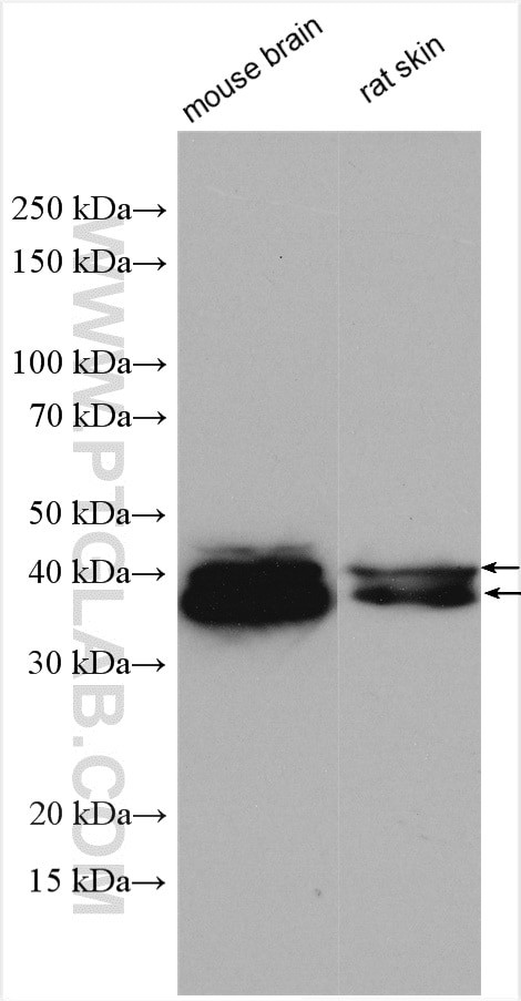 ERK1/2 Antibody in Western Blot (WB)