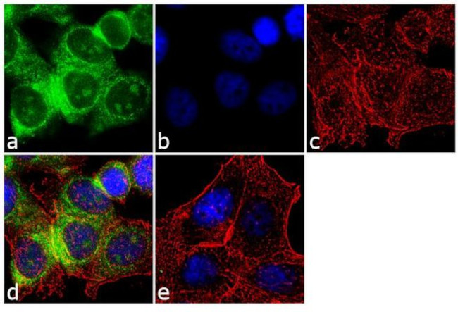 14-3-3 Pan Antibody in Immunocytochemistry (ICC/IF)