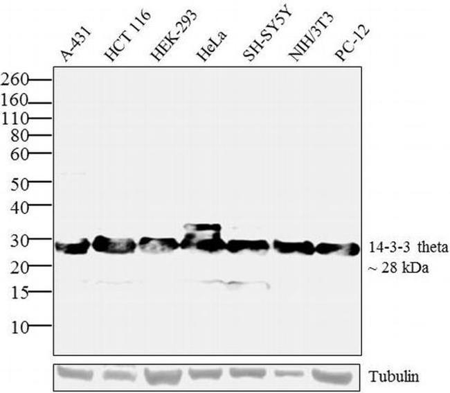 14-3-3 Pan Antibody in Western Blot (WB)