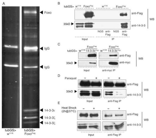 14-3-3 Pan Antibody in Western Blot (WB)