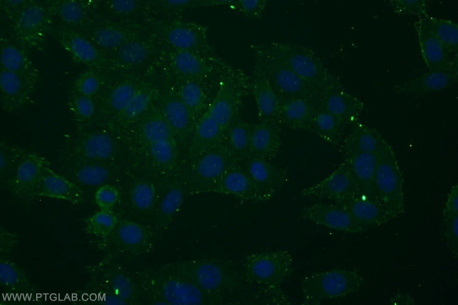 EGFR (C-terminal) Antibody in Immunocytochemistry (ICC/IF)