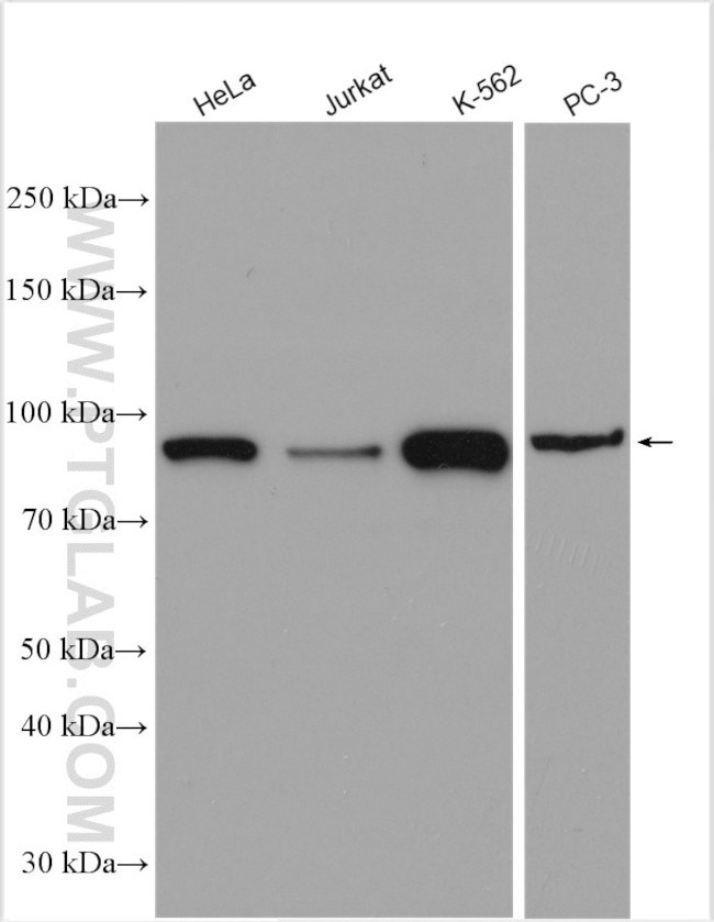 STAT5B Antibody in Western Blot (WB)