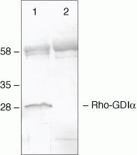 RhoGDI Antibody in Immunoprecipitation (IP)