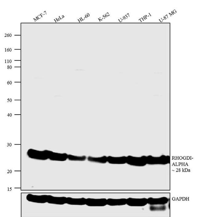 RhoGDI Antibody in Western Blot (WB)