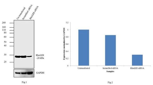 RhoGDI Antibody in Western Blot (WB)