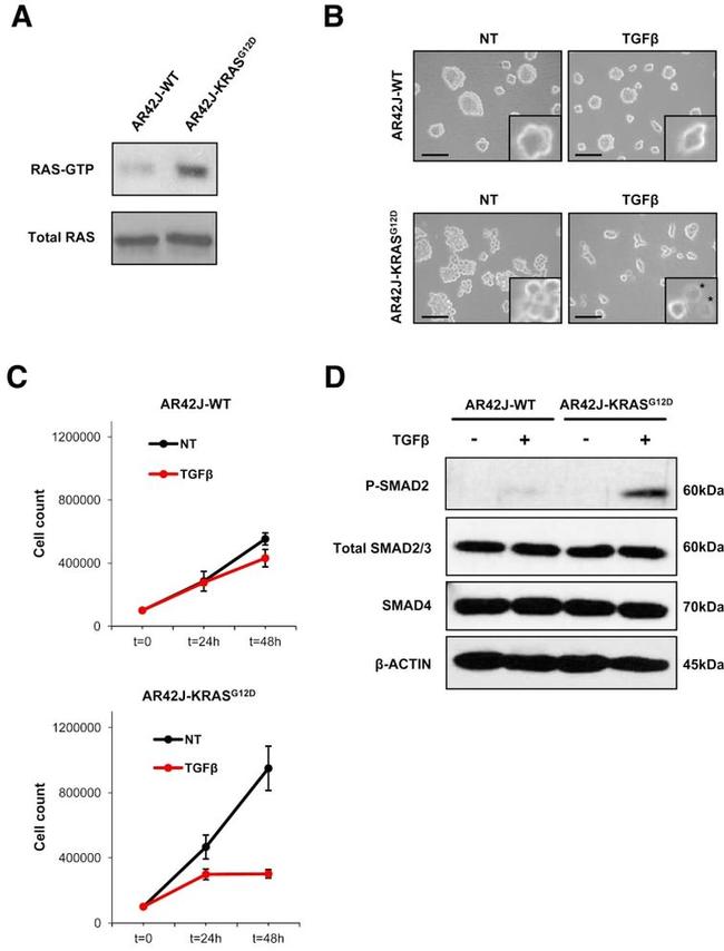 SMAD2 Antibody in Western Blot (WB)