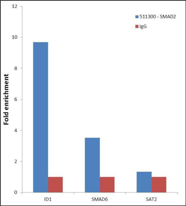 SMAD2 Antibody in ChIP Assay (ChIP)