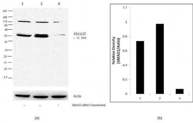 SMAD2 Antibody