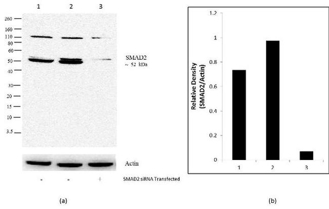 SMAD2 Antibody in Western Blot (WB)