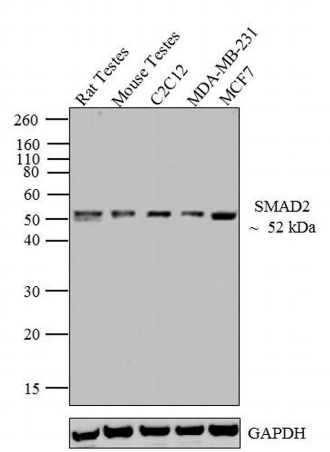 SMAD2 Antibody in Western Blot (WB)