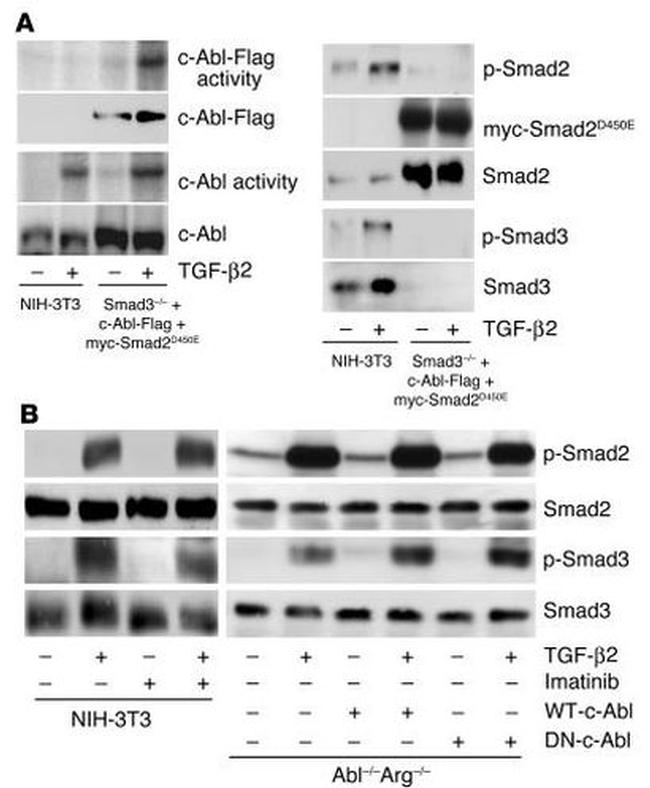 SMAD3 Antibody in Western Blot (WB)