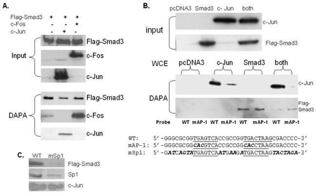 SMAD3 Antibody in Western Blot (WB)