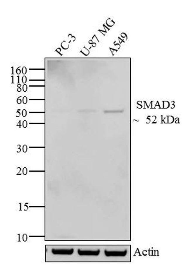 SMAD3 Antibody in Western Blot (WB)